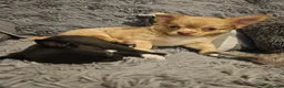 Chihuahua dogs for sale: 2 long coated chihuahua pups  - Advert 13