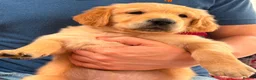 Golden Retriever dogs for sale: Golden Retriever puppies - Advert 8
