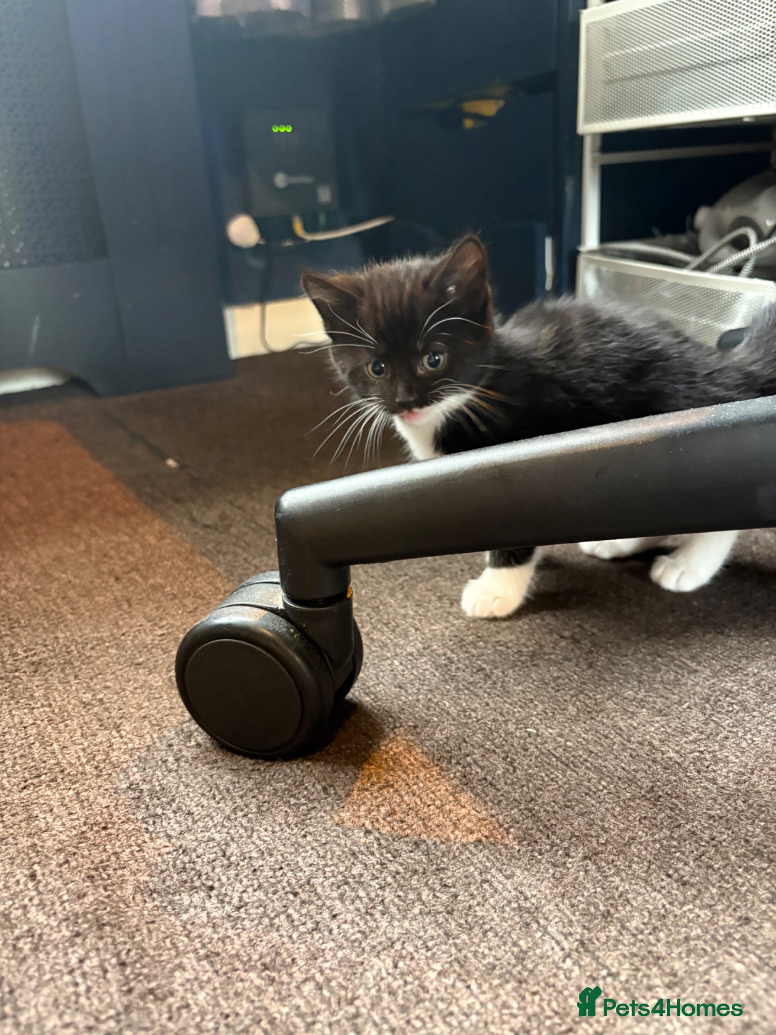 Domestic Shorthair cats Beautiful kittens looking for their forever homes - Advert 7