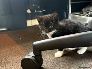 Domestic Shorthair cats Beautiful kittens looking for their forever homes - Advert 7