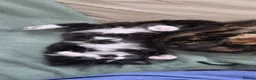Mixed Breed cats for sale: Three little kittens  - Advert 17