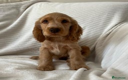 Cocker Spaniel dogs for sale: Kc reg show cockers READY TO LEAVE NOW 1 BOY LEFT - Image 1