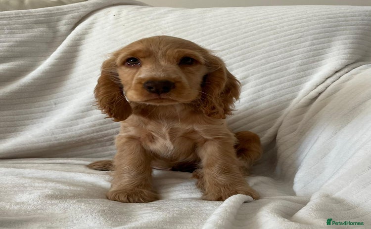 Cocker Spaniel dogs - Advert 10