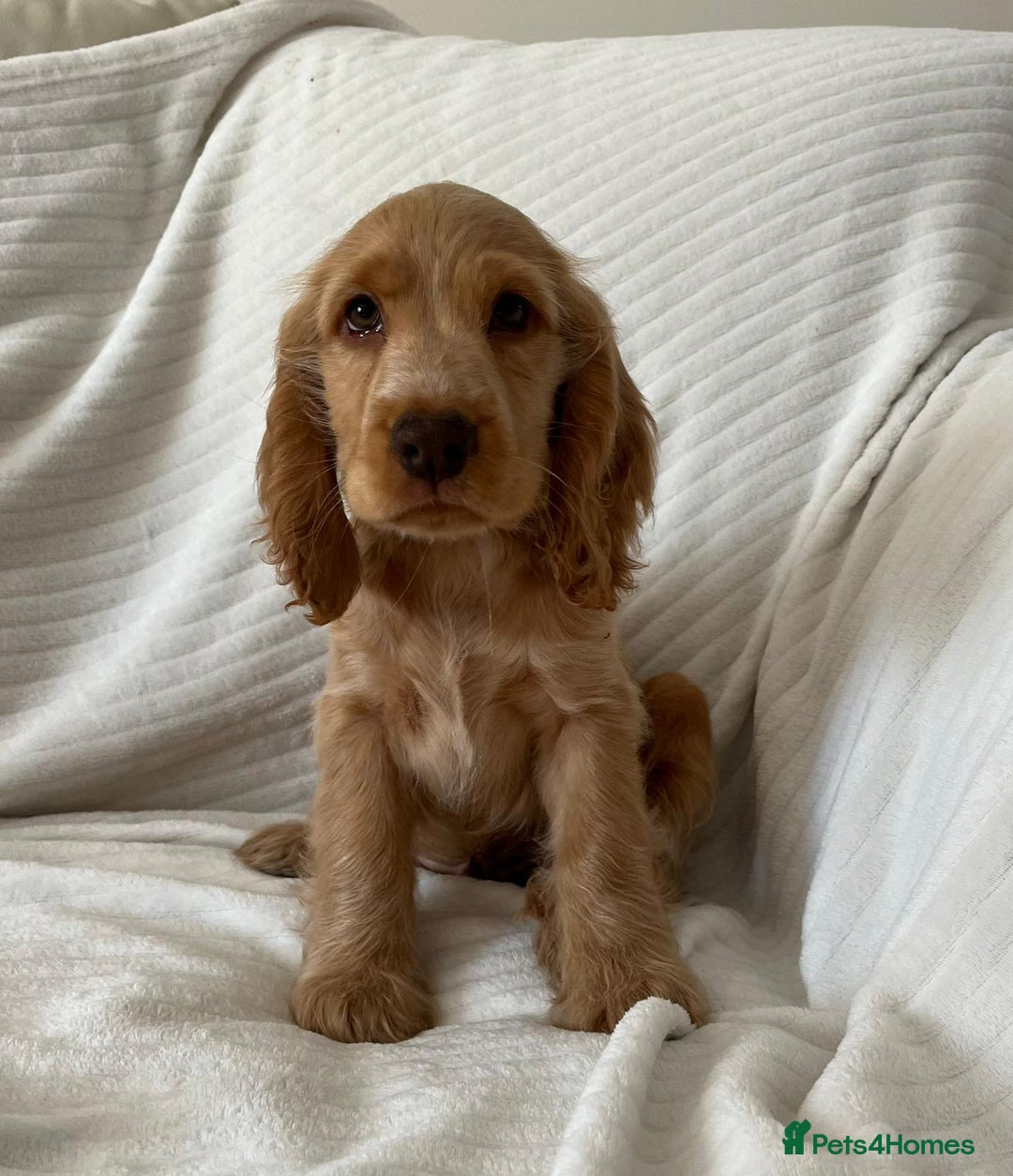 Cocker Spaniel dogs for sale: Kc reg show cockers READY TO LEAVE NOW 1 BOY LEFT - Image 1