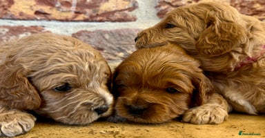 Cavapoo dogs - Advert 11