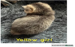 British Shorthair cats for sale: British shorthair kittens - Image 11