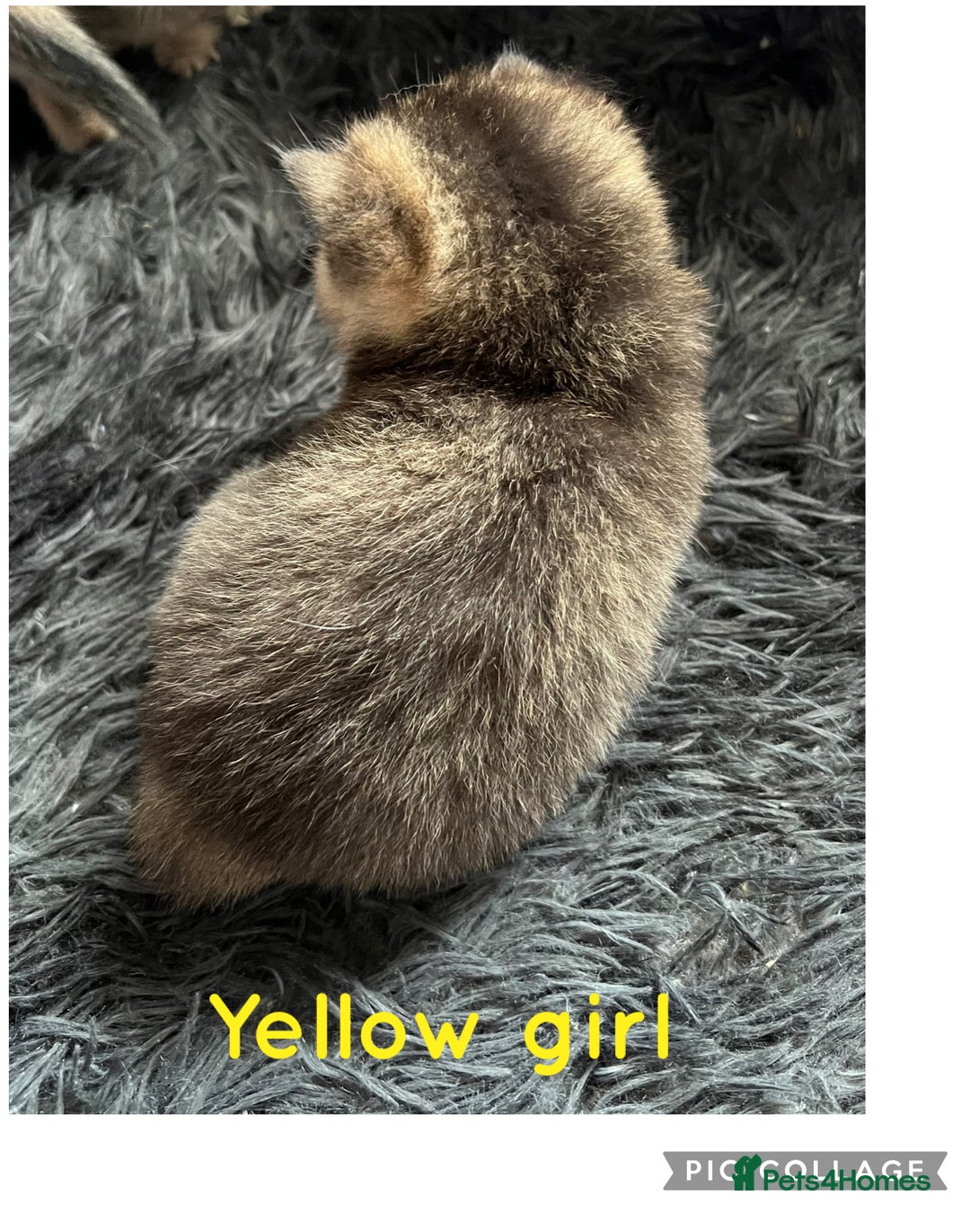 British Shorthair cats for sale: British shorthair kittens - Image 11