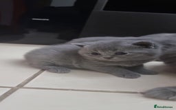 British Shorthair cats for sale: Purebred BSH Kitten-Imported Lineage (last kitten) - Image 3