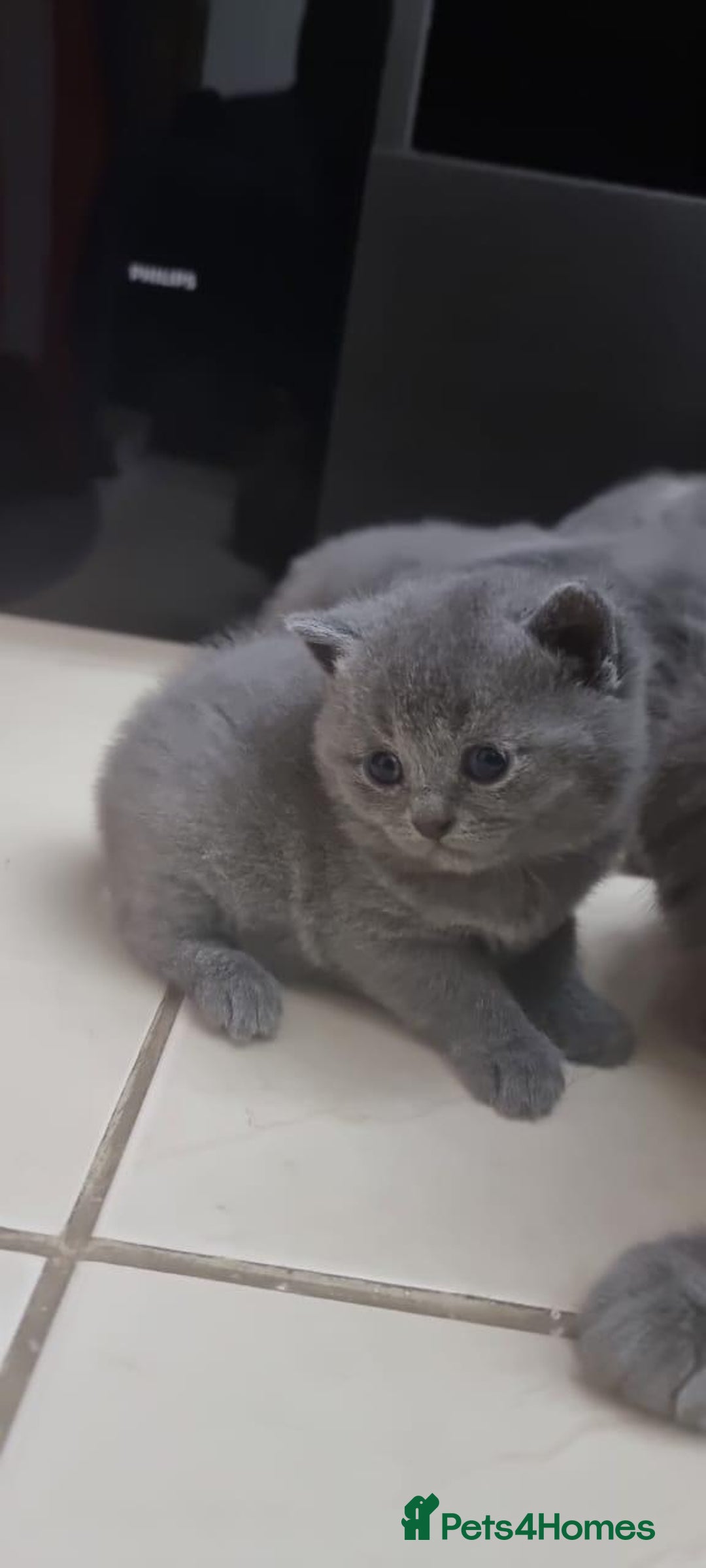 British Shorthair cats for sale: Purebred BSH Kitten-Imported Lineage (last kitten) - Image 3