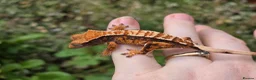 Gecko reptiles for sale: Various crested geckos - Advert 15