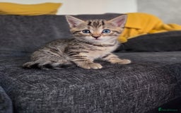 Mixed Breed cats for sale: Mix Bread Kittens - Image 7