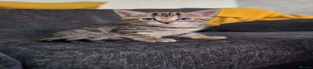 Mixed Breed Tabby Kitten