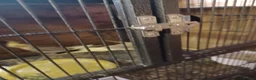 Cockatiels birds for sale: Cockatiels and pair pennents  - Advert 4