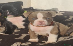 American Bully dogs for sale: Exotic American bully pups blood lines of bitcoin  - Image 6