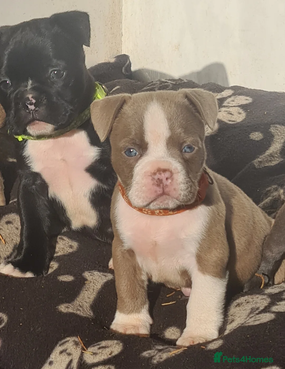 American Bully dogs for sale: Micro exotic American bullys bitcoin bloodlines - Advert 6