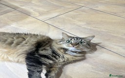 British Longhair cats for sale: Two sisters. Longhair and shorthair  - Image 3