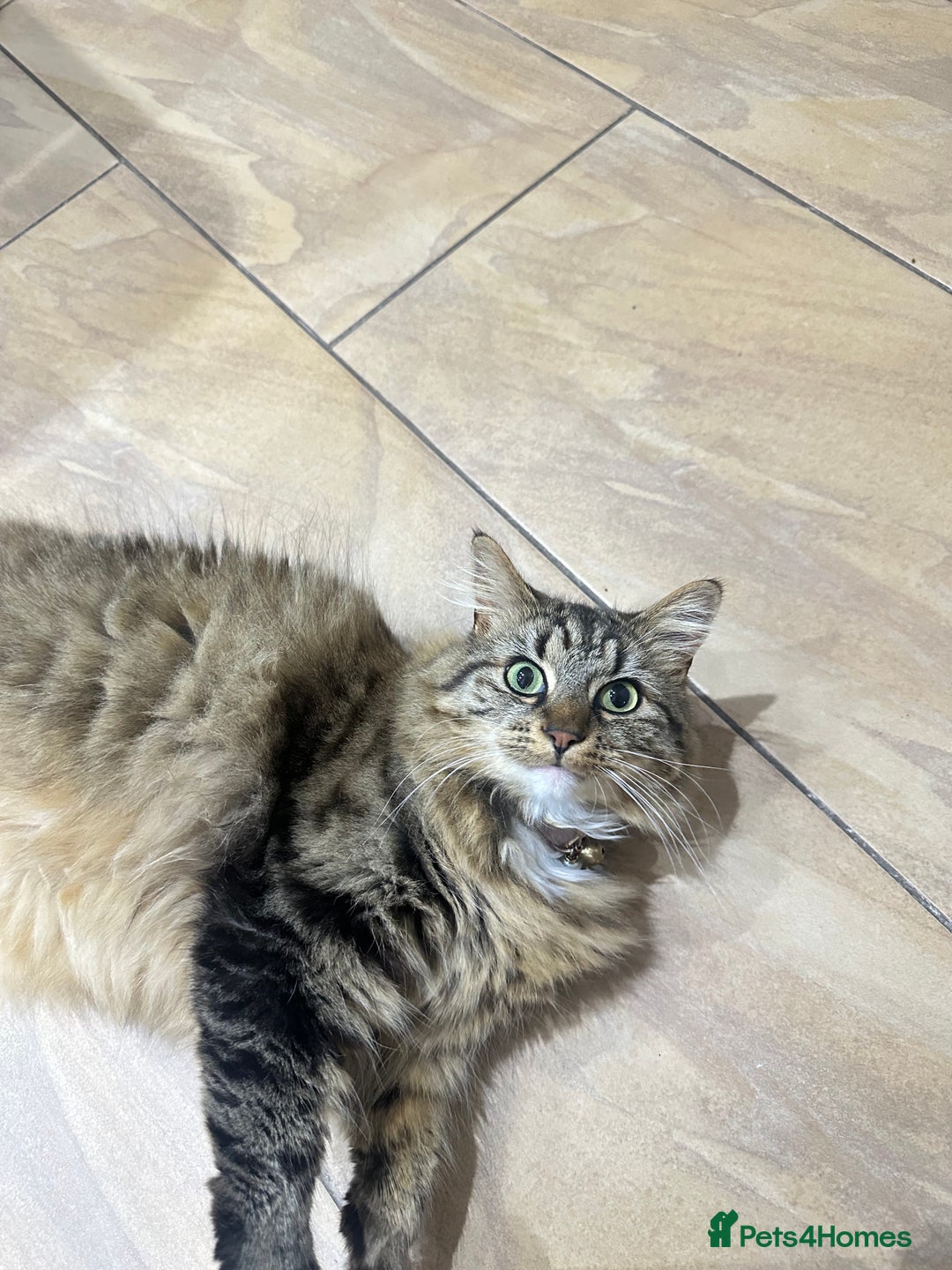 British Longhair cats for sale: Two sisters. Longhair and shorthair  - Image 3