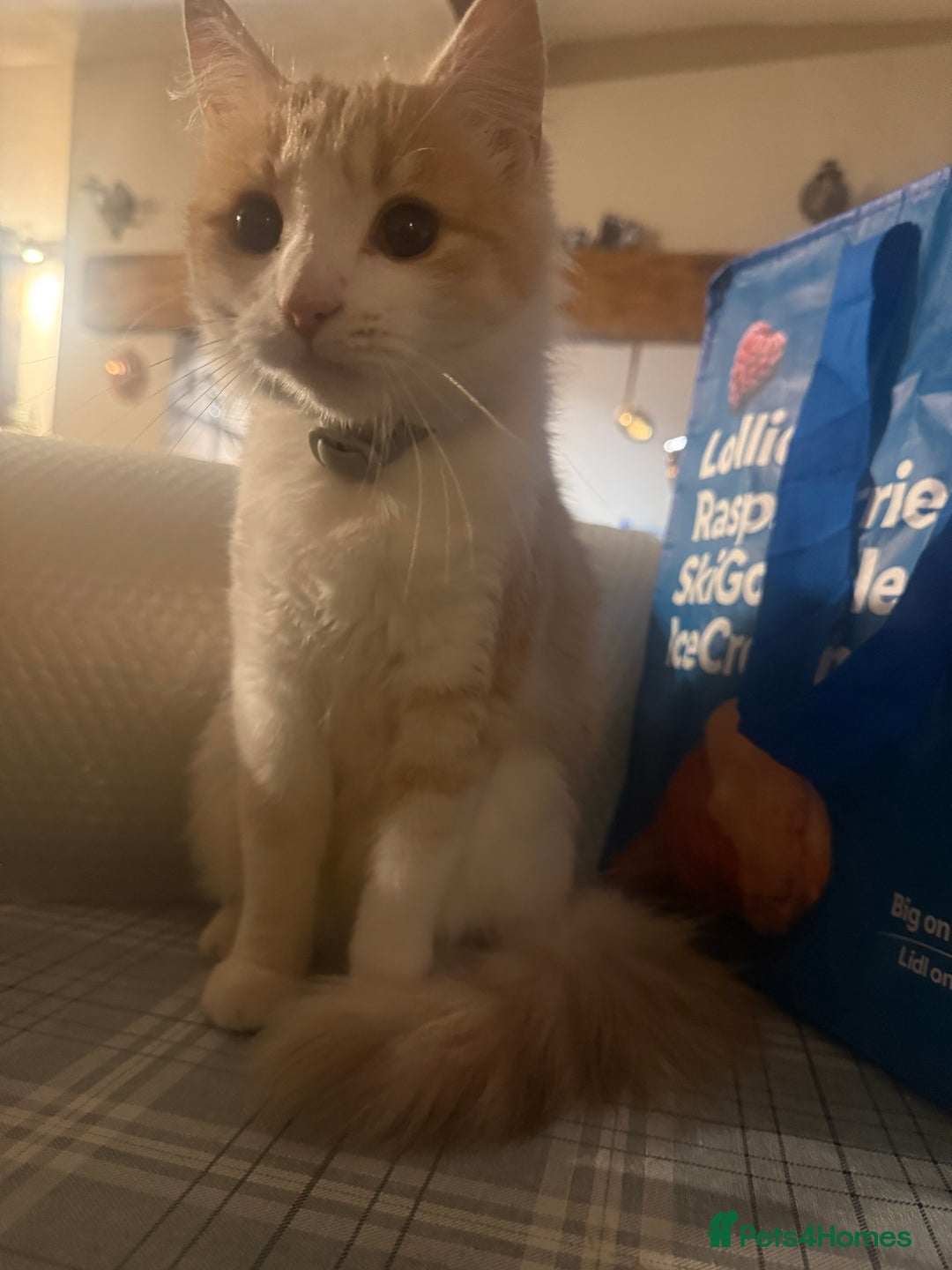 Ragdoll cats for sale: Milky - Advert 1