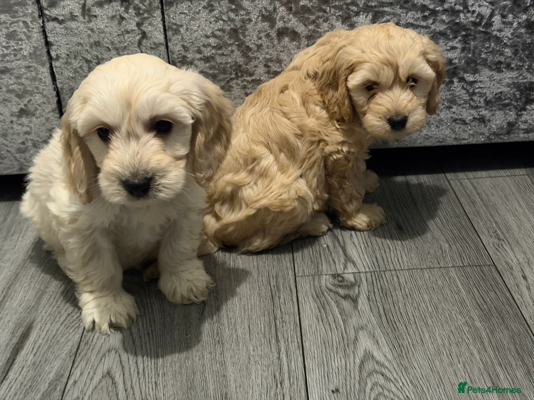 Cockapoo dogs for sale: Cocker poo puppies for sale  - Advert 6