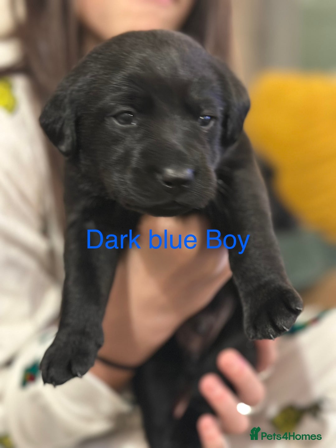 Labrador Retriever dogs for sale: Beautiful Labrador puppies - Advert 8