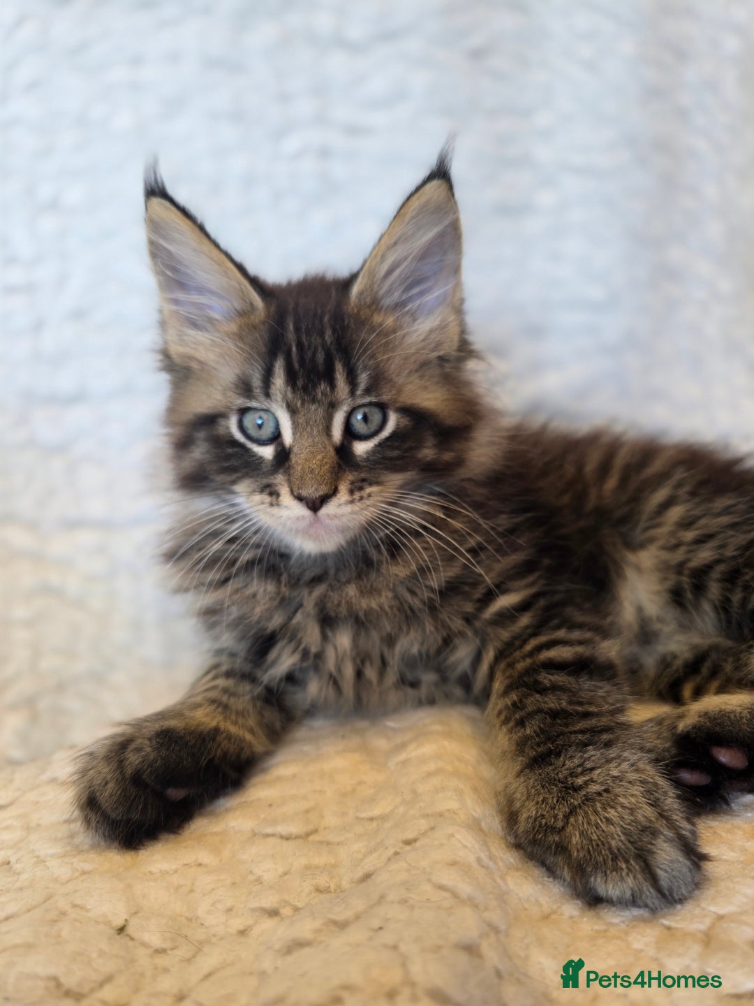 Maine Coon cats for sale: 4 x large bundles of fun - Image 13