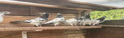 Pigeons birds for sale: Pakistani high flyers for sale  - Advert 8