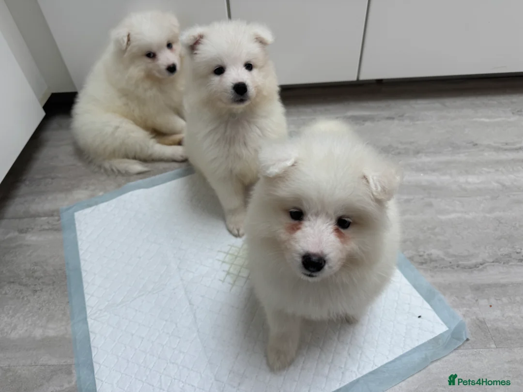 Samoyed dogs for sale: Samoyed Puppies - Advert 4