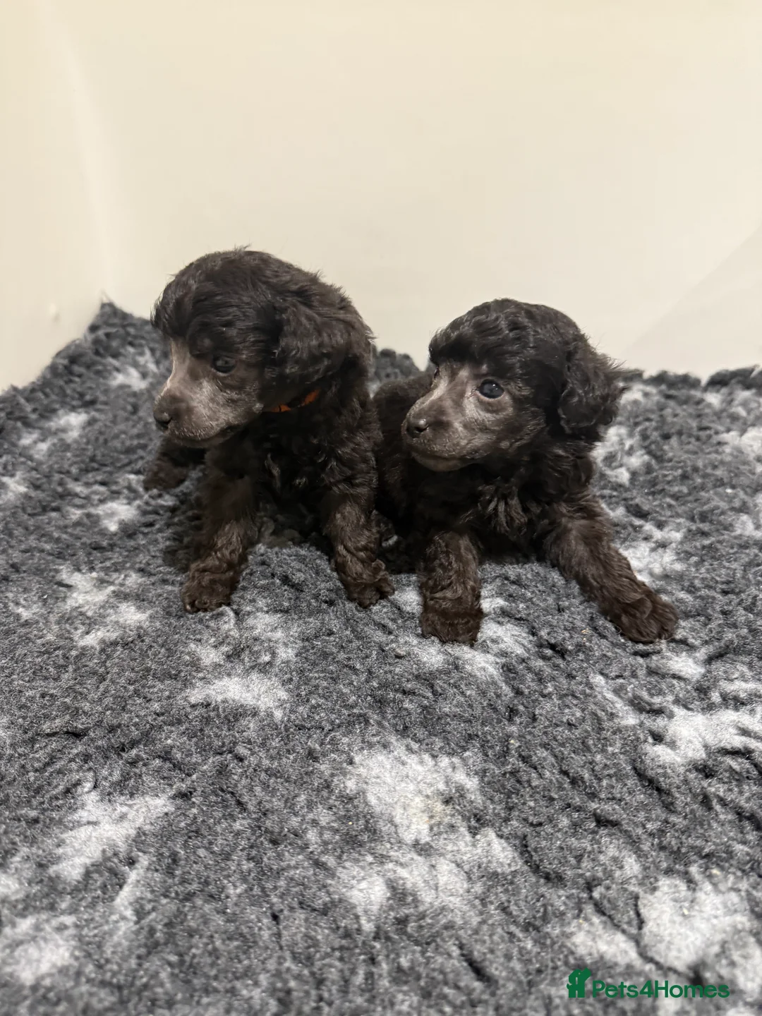 Toy Poodle dogs for sale: OUTSTANDING TOY SILVER POODLE BOYS DNA 🧬 CLEAR - Advert 7