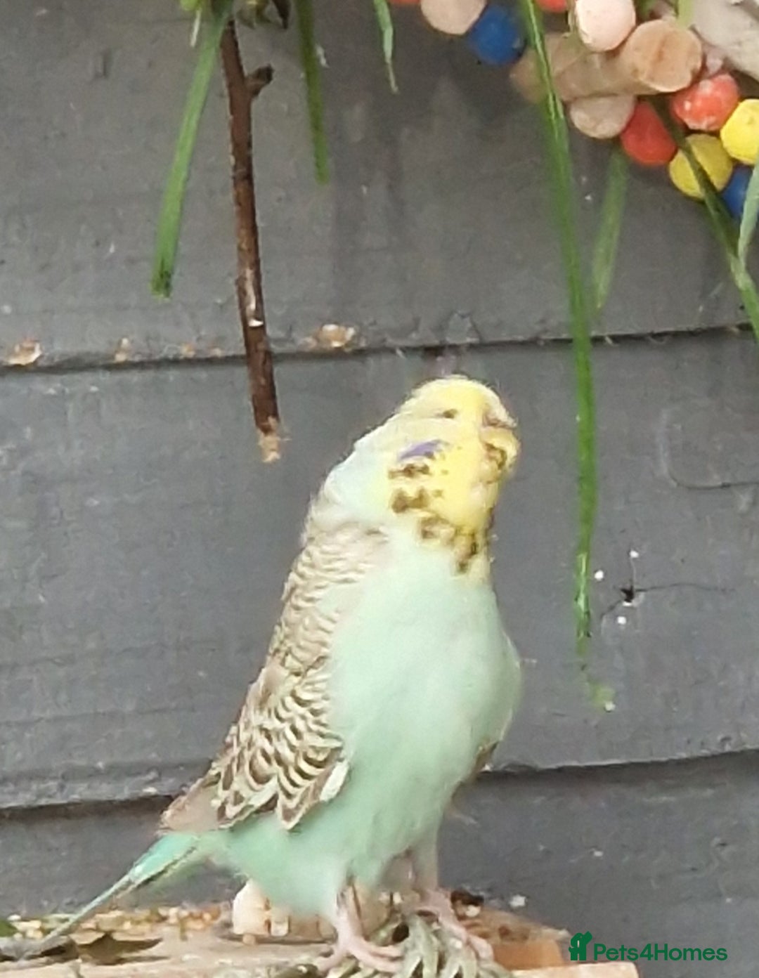 Budgerigars birds for sale: 1 male 1 female adult budgie £100 - Advert 7