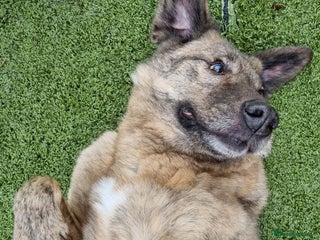 Mixed Breed dogs in Ayr - Advert 17