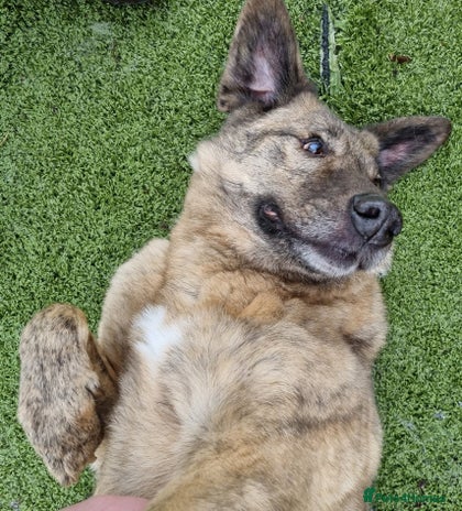 Mixed Breed dogs Mischu - looking for a family in Ayr - Advert 12