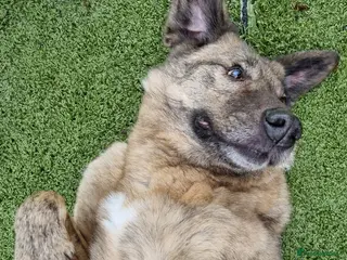 Mixed Breed dogs Mischu - looking for a family in Ayr - Advert 10