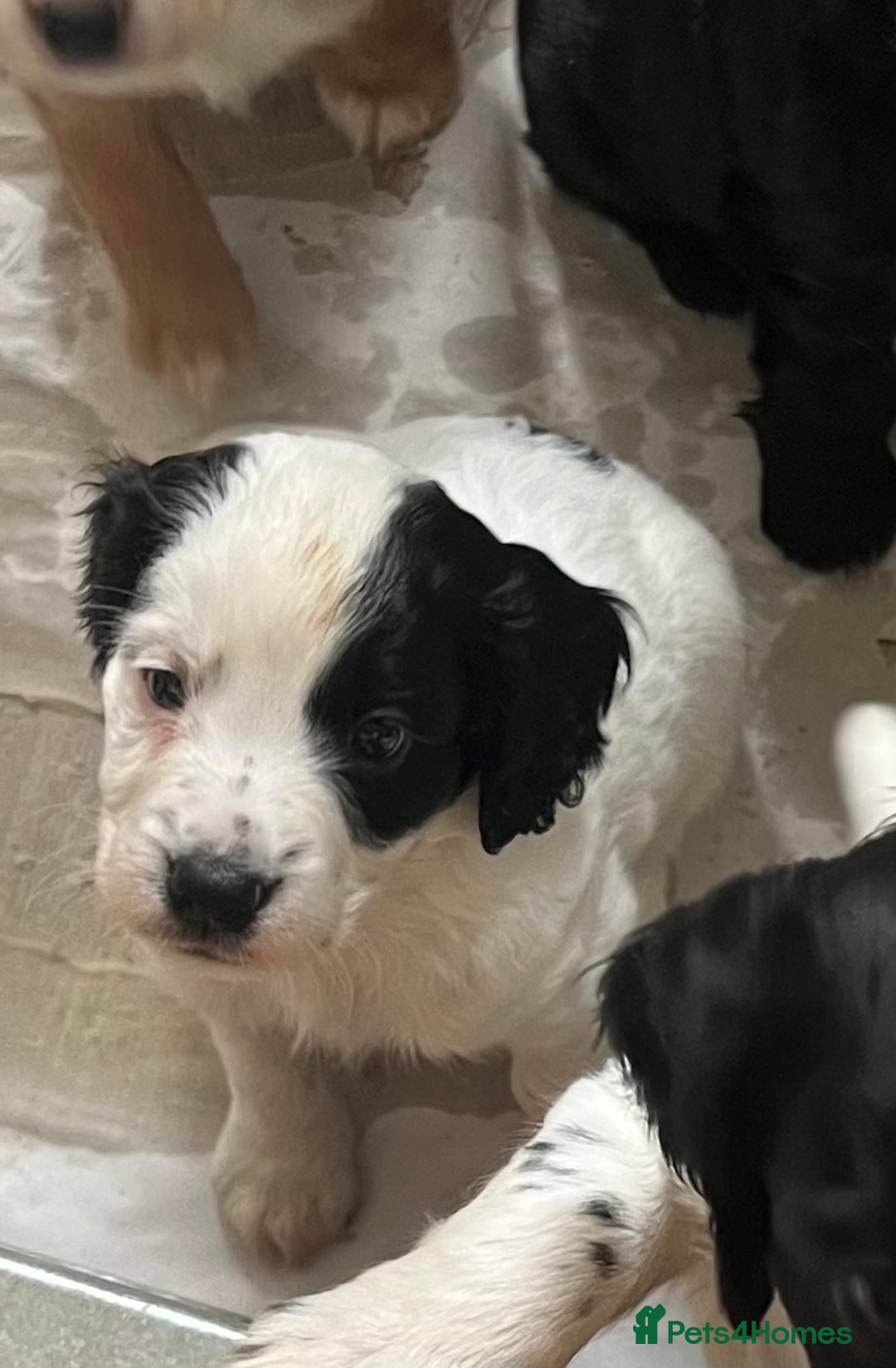 Cocker Spaniel dogs for sale: Working cocker pups - only 2 left - Image 32