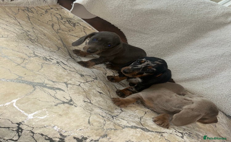 Miniature Dachshund dogs - Advert 2