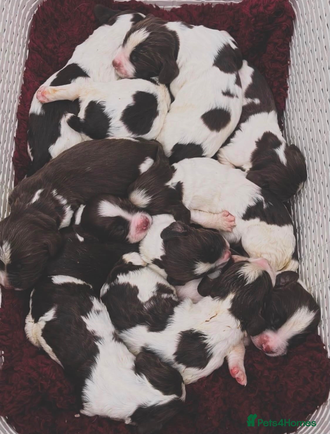 English Springer Spaniel dogs KC Registered English Springer Spaniel Puppies  - Advert 2