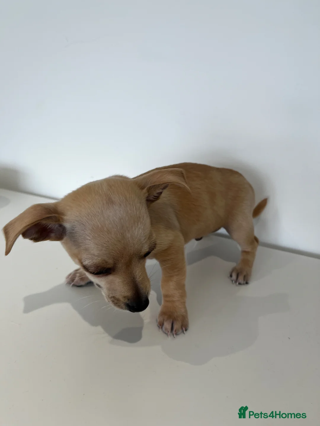 Mixed Breed dogs for sale: Lucky – Dachshund x Patterdale Puppy Ready Now in Worcester - Advert 6