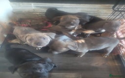 Staffordshire Bull Terrier dogs for sale: Staffy Babies Ready to leave - Image 17