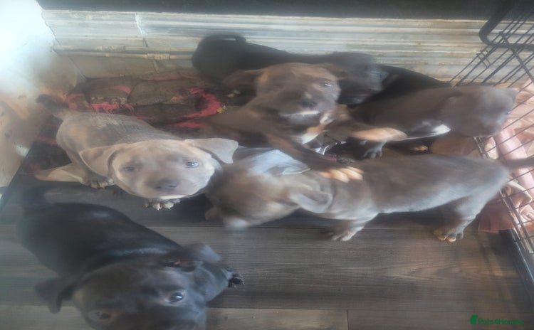 Staffordshire Bull Terrier dogs - Advert 1