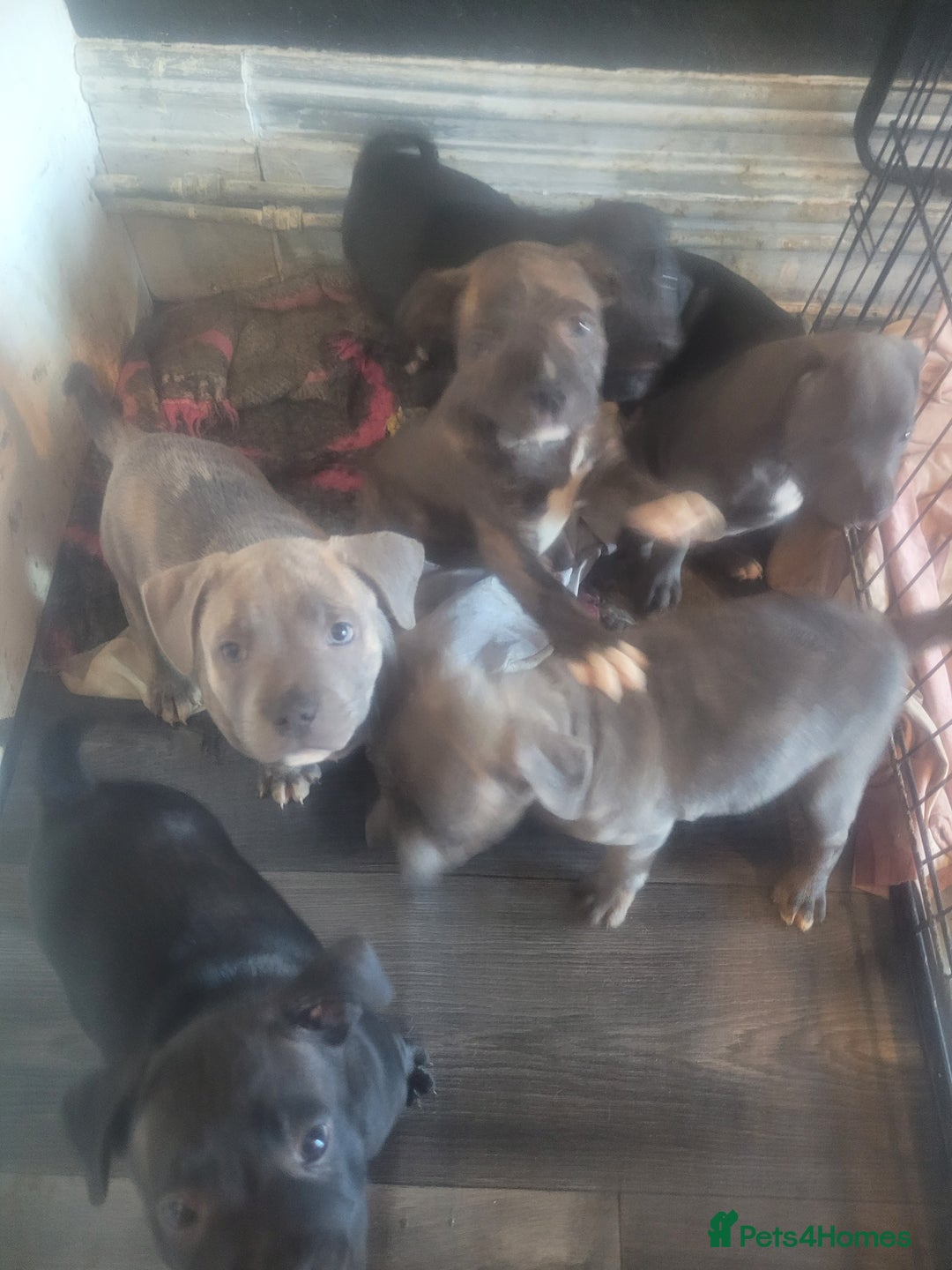 Staffordshire Bull Terrier dogs for sale: Staffy Babies Ready to leave - Image 17