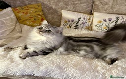 British Longhair cats for sale: Silver tabby British Longhair pedigree registered  - Image 15