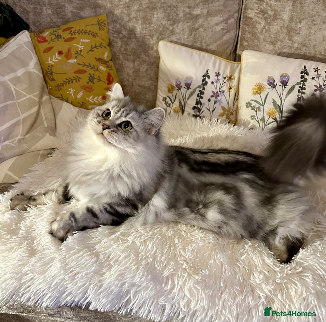 British Longhair cats for sale: Silver tabby British Longhair pedigree registered  - Image 15
