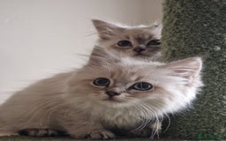 Siberian cats for sale: Blue Eyed Siberian Blue Point Kittens - Image 5