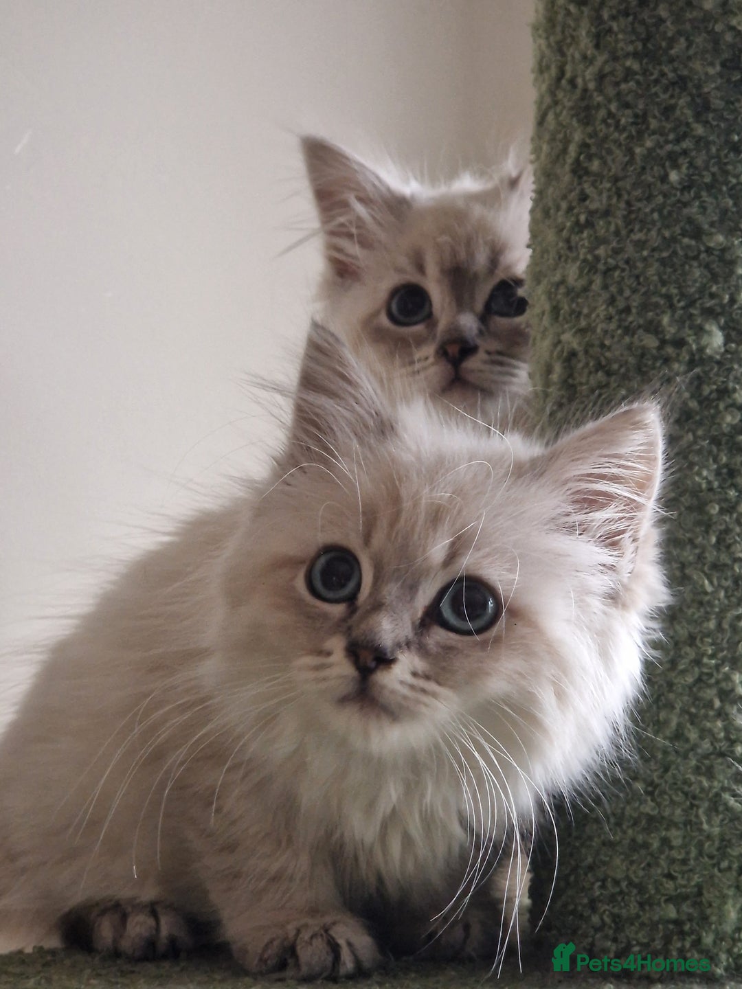 Siberian cats for sale: Blue Eyed Siberian Blue Point Kittens - Image 5