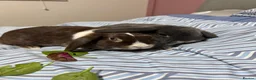 Mini Lop rabbits for sale: Bonded Mini Lop Pair - Looking for a Forever Home in Southampton - Advert 1