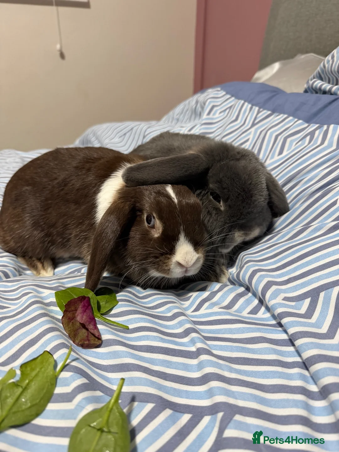 Mini Lop rabbits for sale: Bonded Mini Lop Pair - Looking for a Forever Home in Southampton - Advert 1