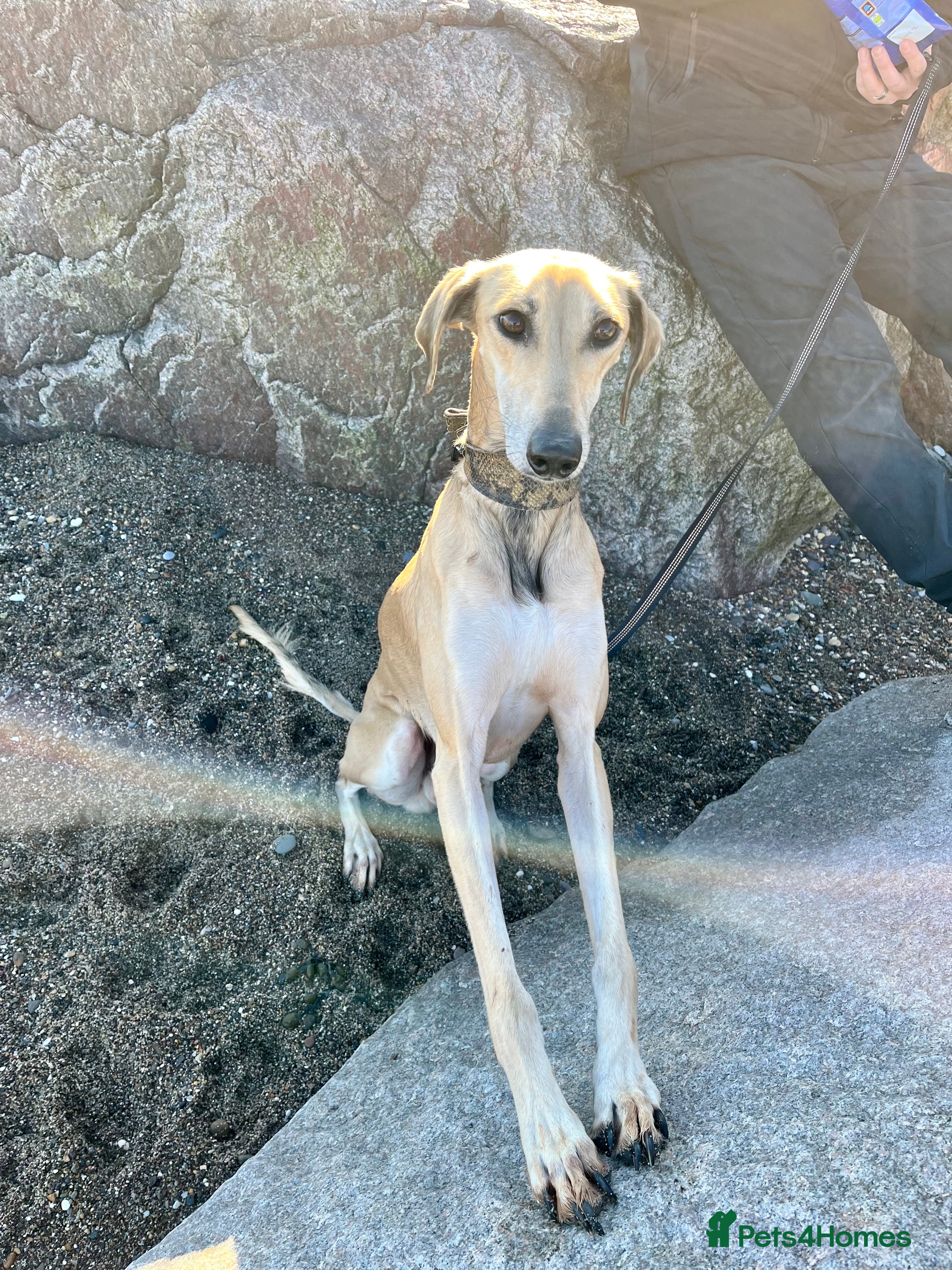 Mixed Breed dogs Male Saluki greyhound 4 year old  - Advert 1