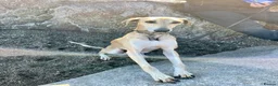Mixed Breed dogs for sale: Male Saluki greyhound 4 year old  - Advert 1