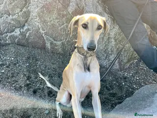 Mixed Breed dogs Male Saluki greyhound 4 year old - Advert 1