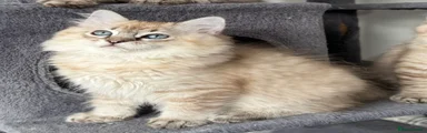 Ragdoll 2