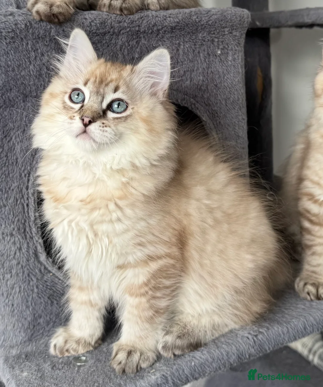 Ragdoll cats for sale: Exceptional Seal Tabby Mink Cherubim Boys - Advert 10